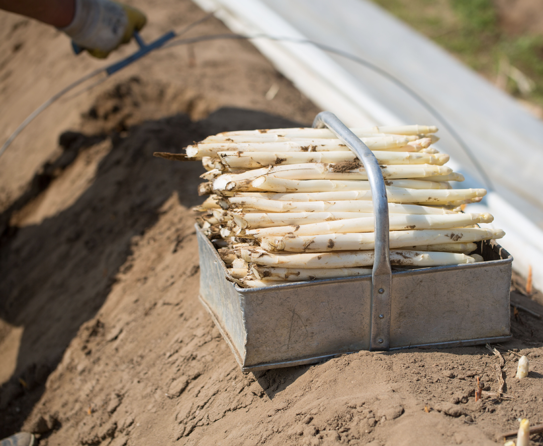 Les précieuses asperges blanches fraîchement récoltées à la main.