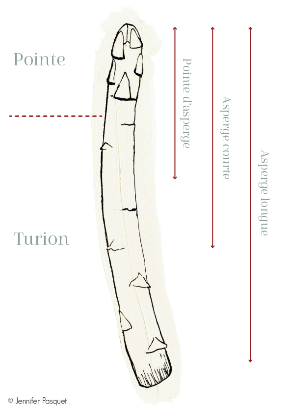 Décryptage de la composition de l'asperge blanche